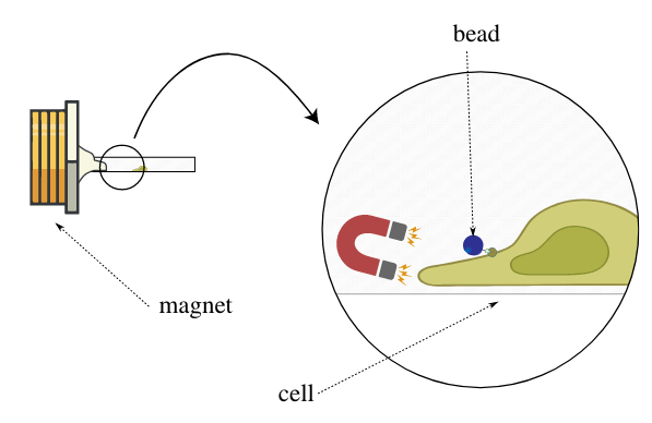 FIG. 2: Rappresentazione del funzionamento del microreometro a biglia paramagnetica. Un elettromagnete permette di esercitare una forza controllata sulla biglia paramagnetica a sua volta ancorata sulla cellula e al suo citoscheletro.
