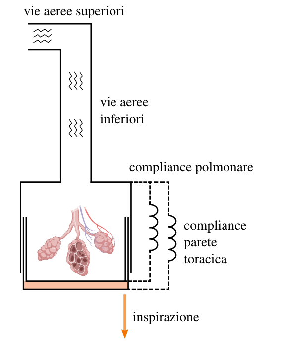 FIG. 1: Astrazione di polmoni, parete toracica e spazio pleurico