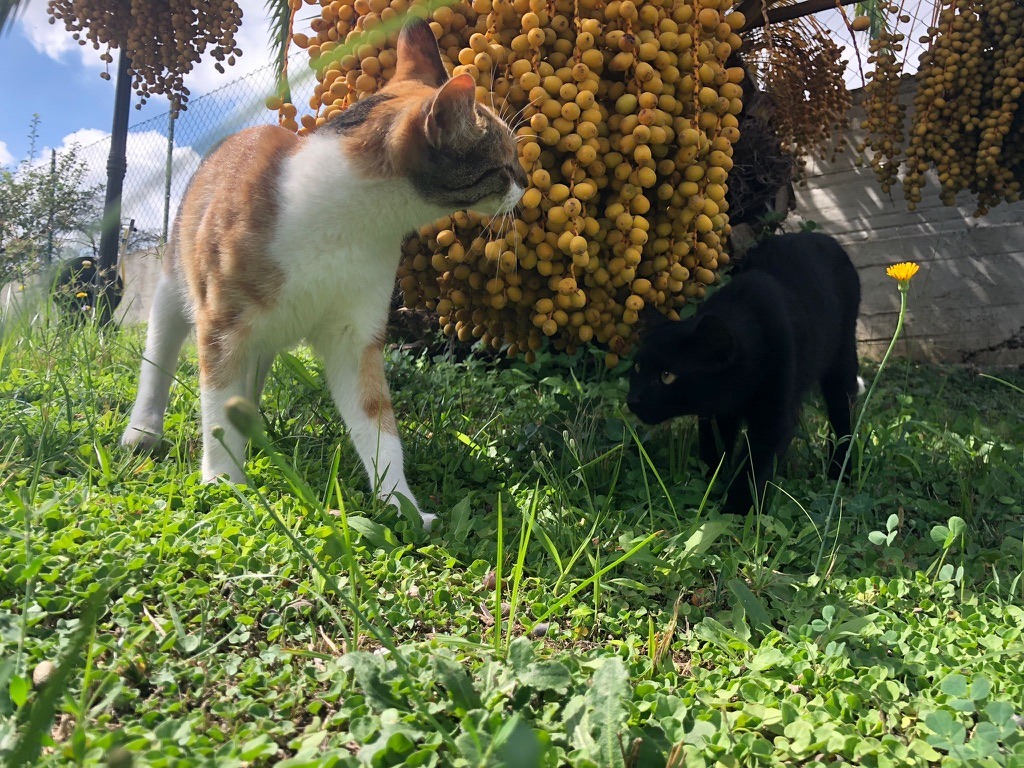 cat in Settembre